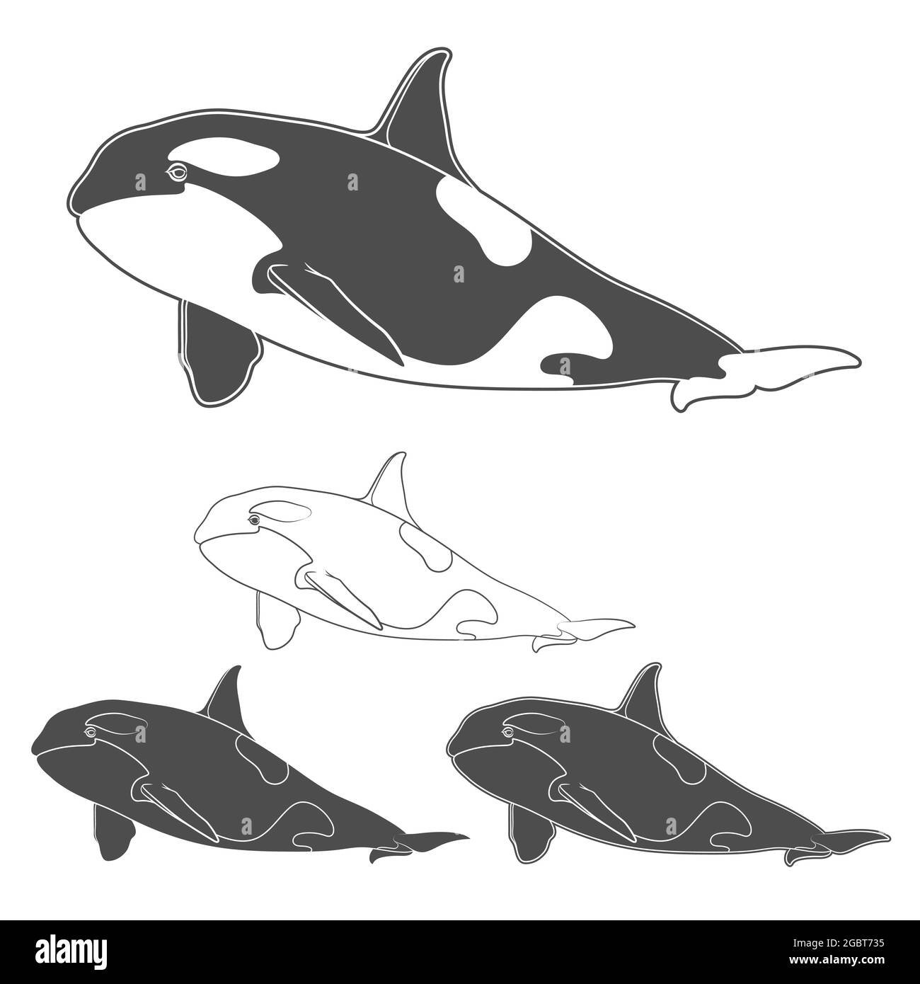 Set von Schwarz-Weiß-Killerwal-Bildern. Isolierte Vektorobjekte auf weißem Hintergrund. Stock Vektor