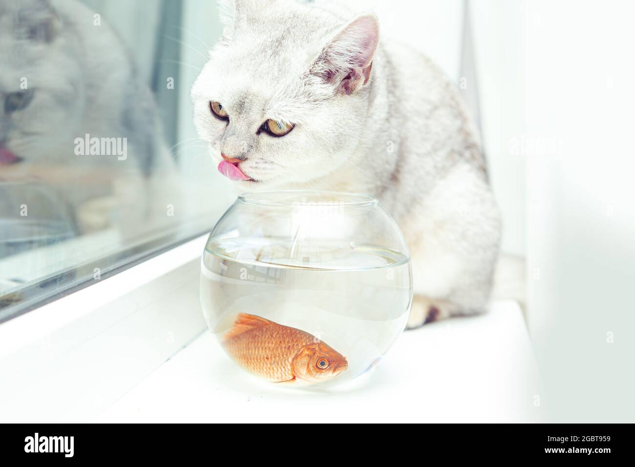 Britische Kurzhaar-Silberkatze, die Goldfische in einem Aquarium beobachtet. Stockfoto