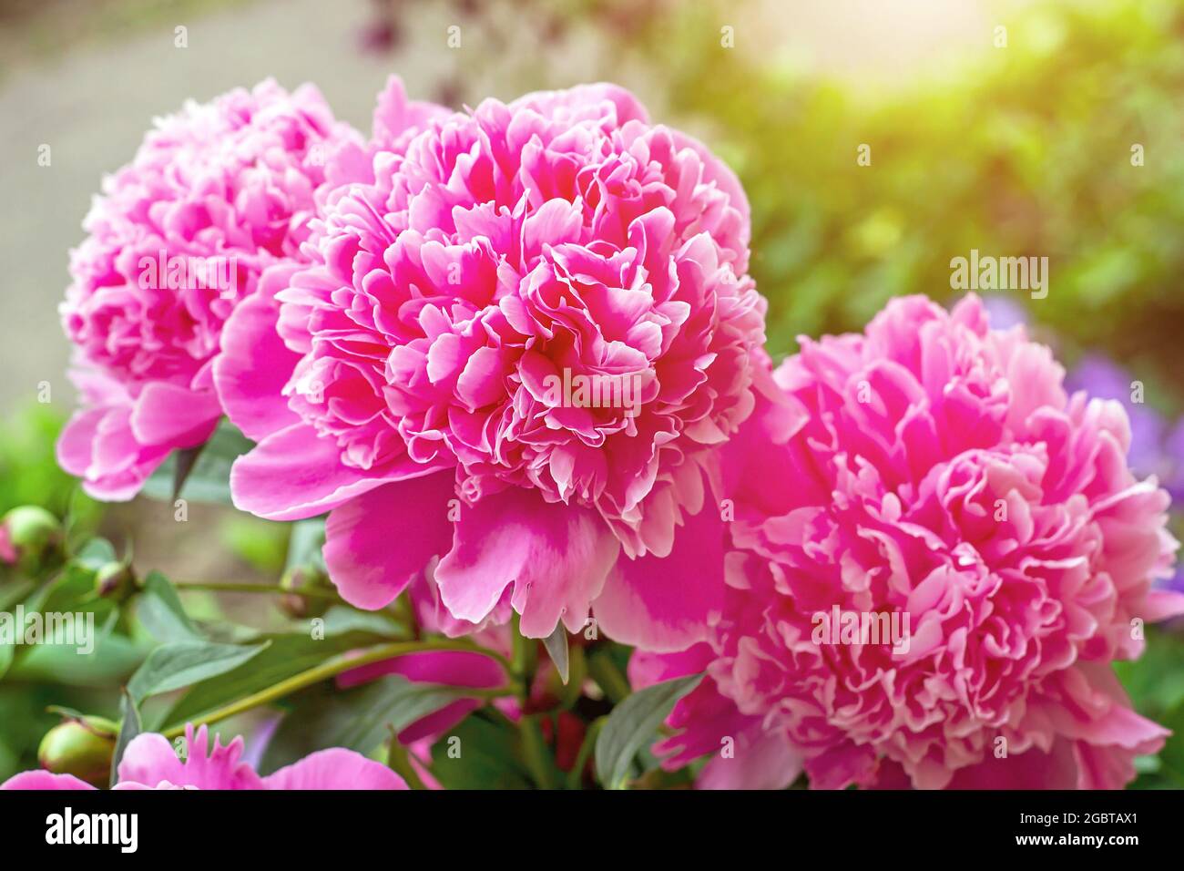 Leuchtend rosa blühende Pfingstrosen-Blüten auf grünem Blatthintergrund im Frühjahr im Garten. Stockfoto