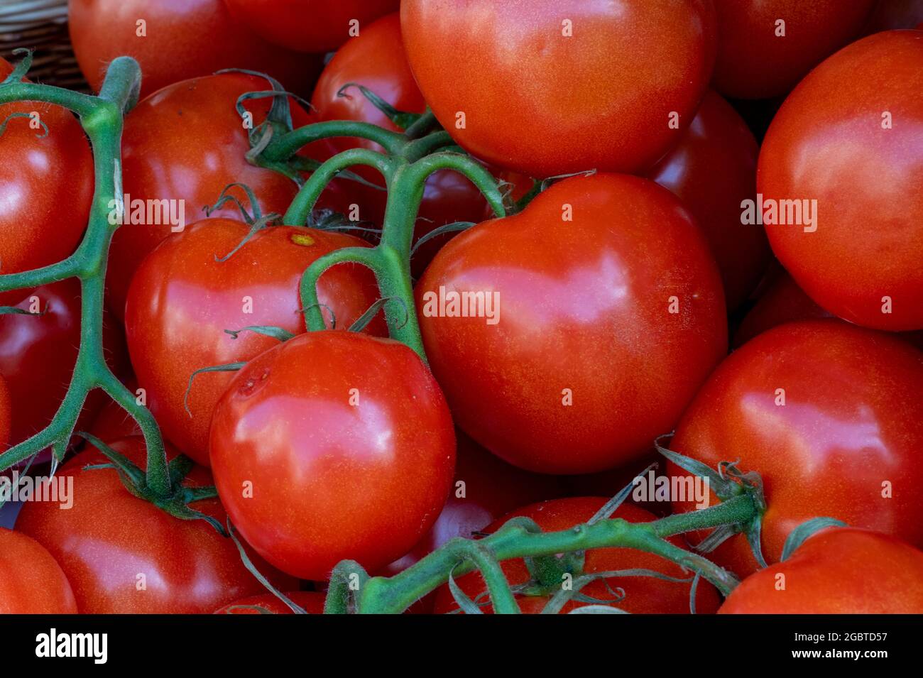 Frische Tomtoes aus der Nähe. Tomate aus der Nähe, Obst und Gemüse, 5 pro Tag, fünf pro Tag, saftige frische Tomaten, Saftige, frisch gepflückte Tomaten auf dem Display. Stockfoto