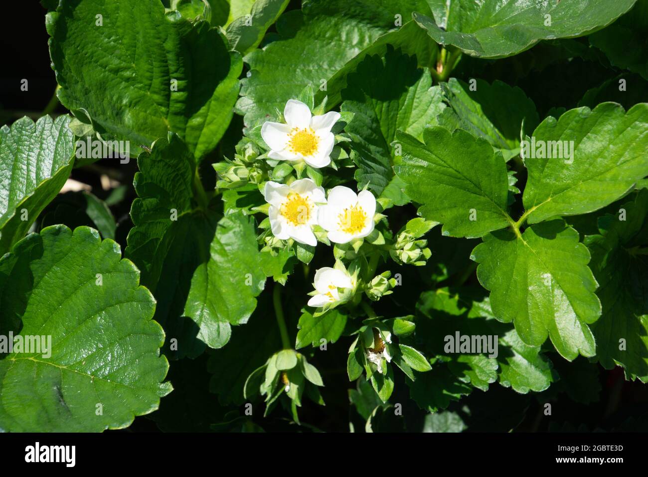 Erdbeerpflanze mit vielen leuchtend weißen Blüten in der junisonne Stockfoto