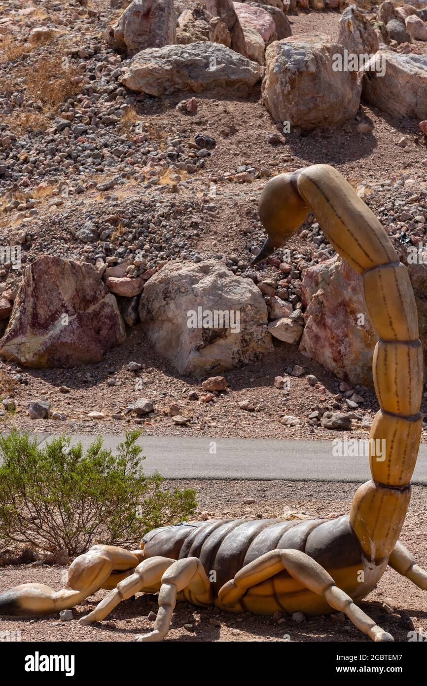 Rückansicht des Skorpions mit erhobenem Schwanz in der Wüste Stockfoto