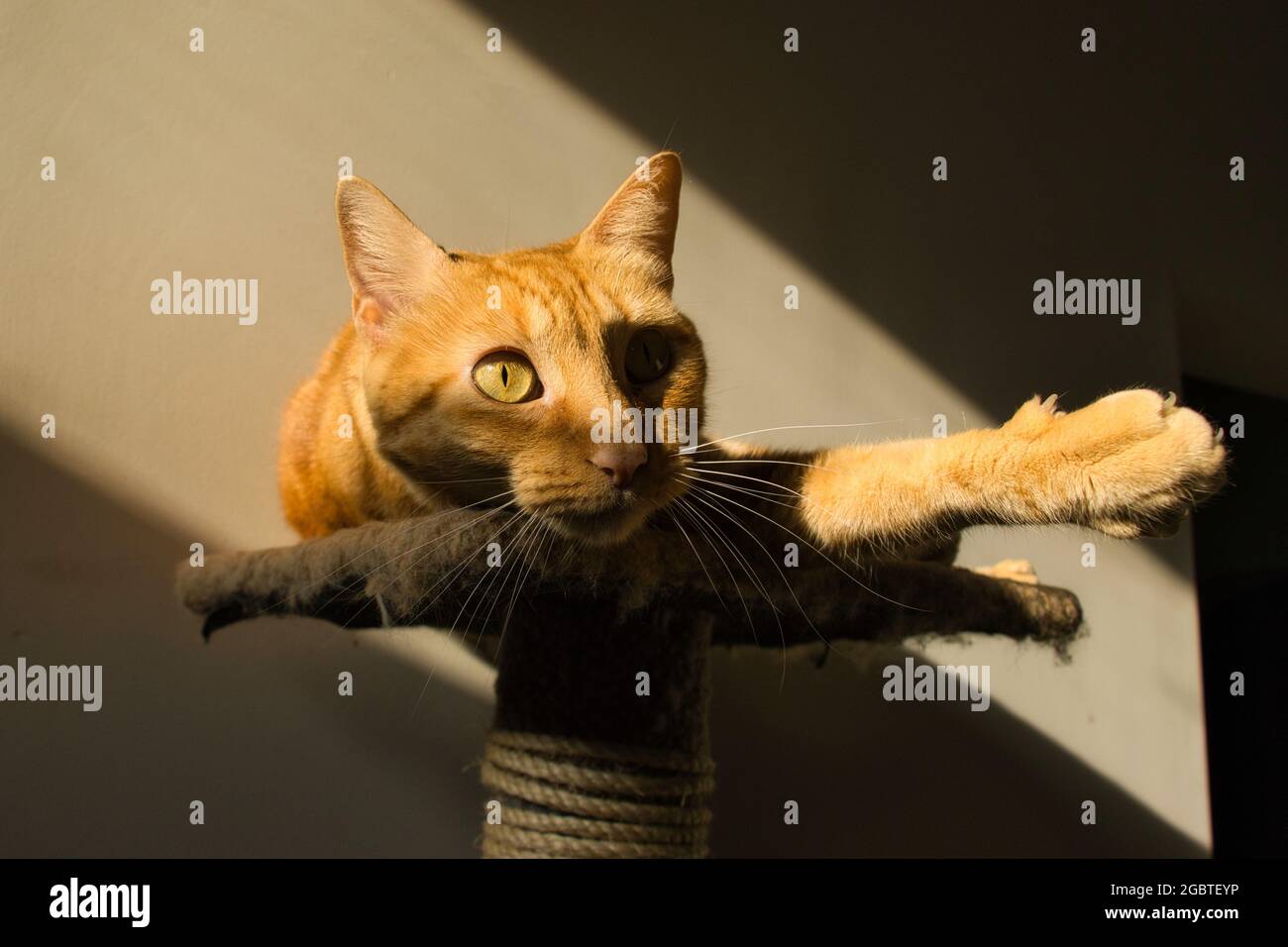 Katze legt sich auf den Pfosten Stockfoto