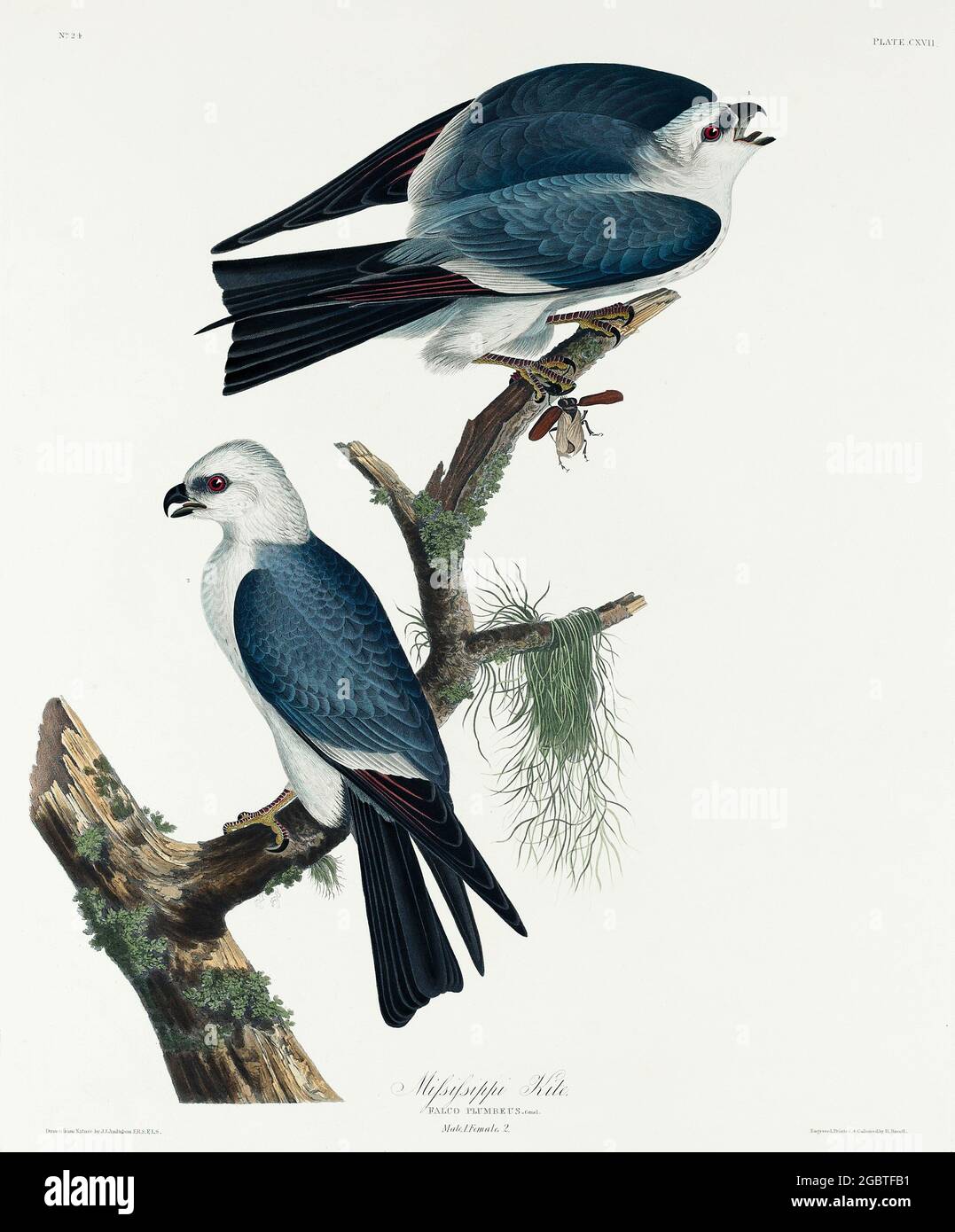 Vintage Illustrationd Birds of the USA Stockfoto