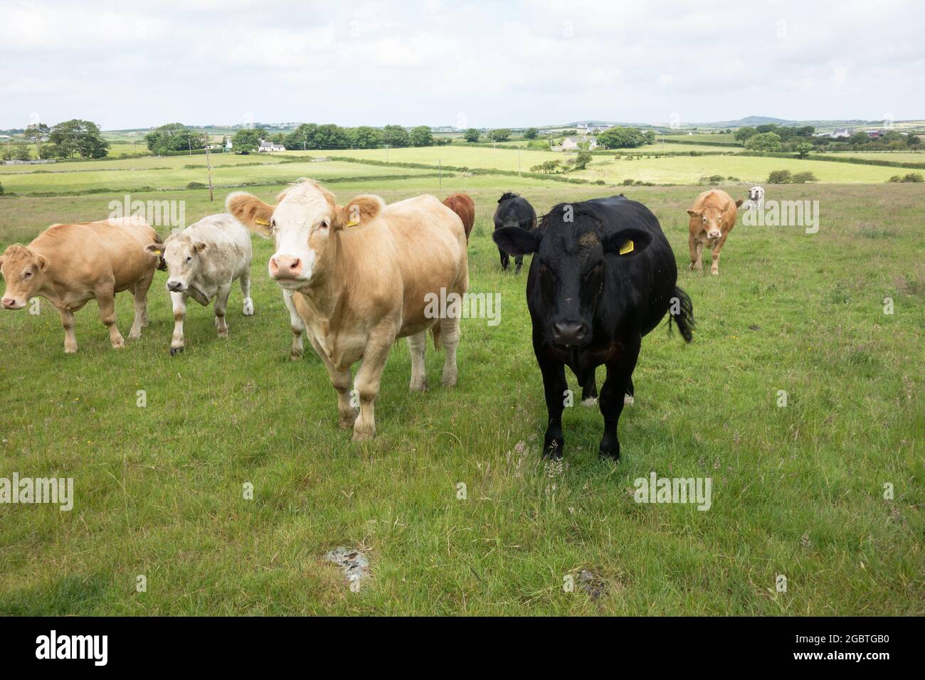 Neugierig, aber zaghaft, walisische Rinder / Kühe / Vieh in einem Feld Großbritannien Stockfoto
