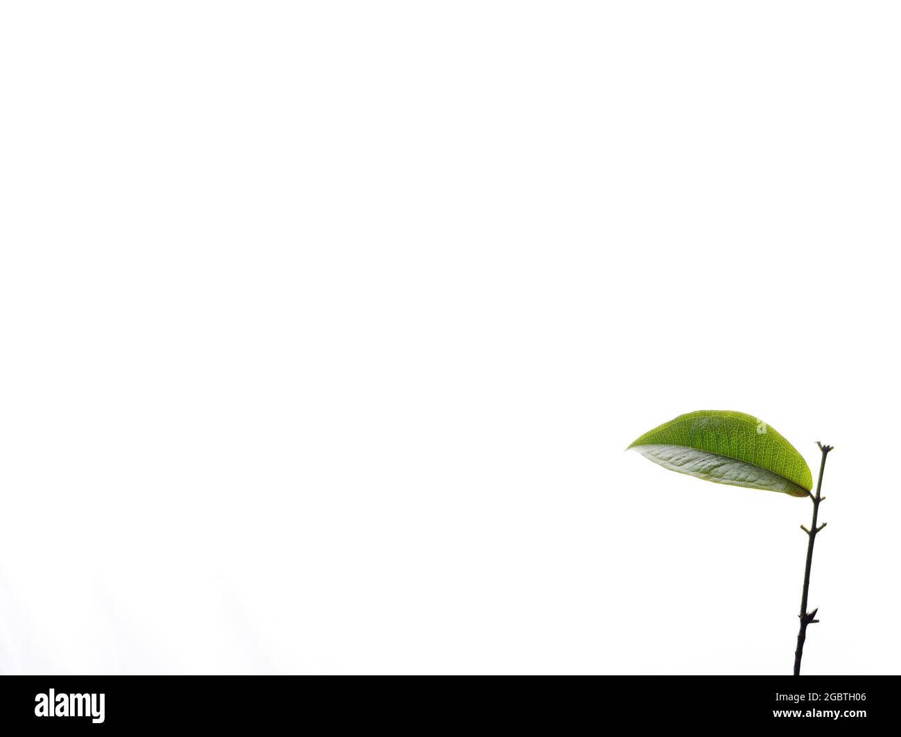 Kleiner Zweig mit grünem Blatt isoliert auf weißem Hintergrund. Stockfoto