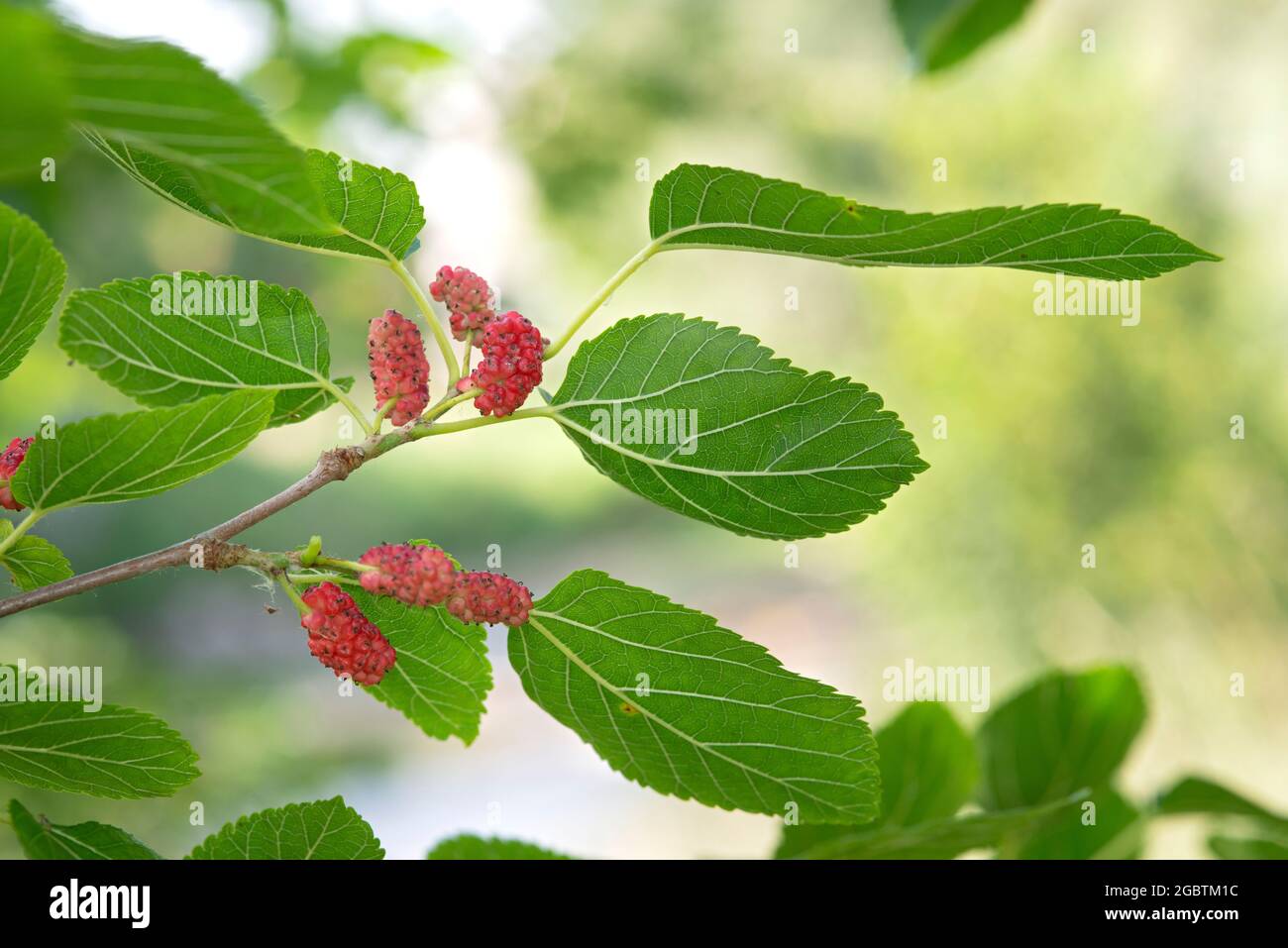 Weiße Maulbeere, Morus Alba, Früchte und Blätter Stockfoto