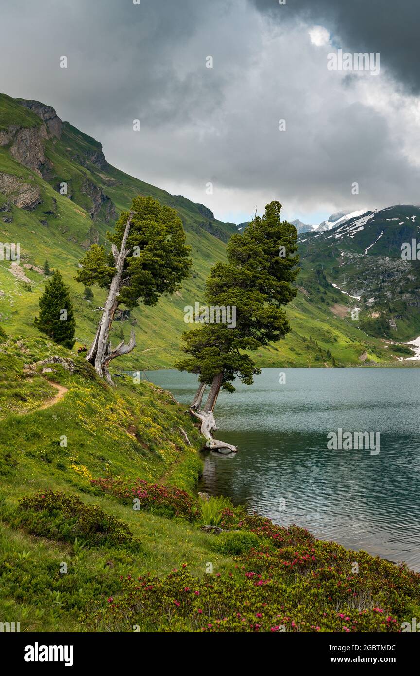 Zwei alte Bäume ein Alpensee in den Berner alpen Stockfoto