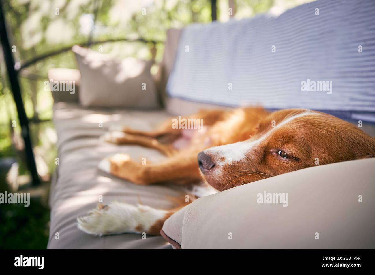 Niedlicher Hund auf Gartenschaukel. Nova Scotia Duck Tolling Retriever ruht während des Sommers im Hausgarten. Stockfoto