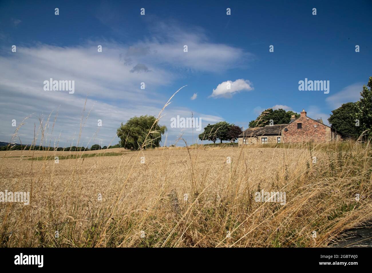 Stein- und Ziegelgebäude auf dem Bauernhof hinter einem reifen Weizenfeld vor einem blauen Sommerhimmel in West Yorkshire Stockfoto
