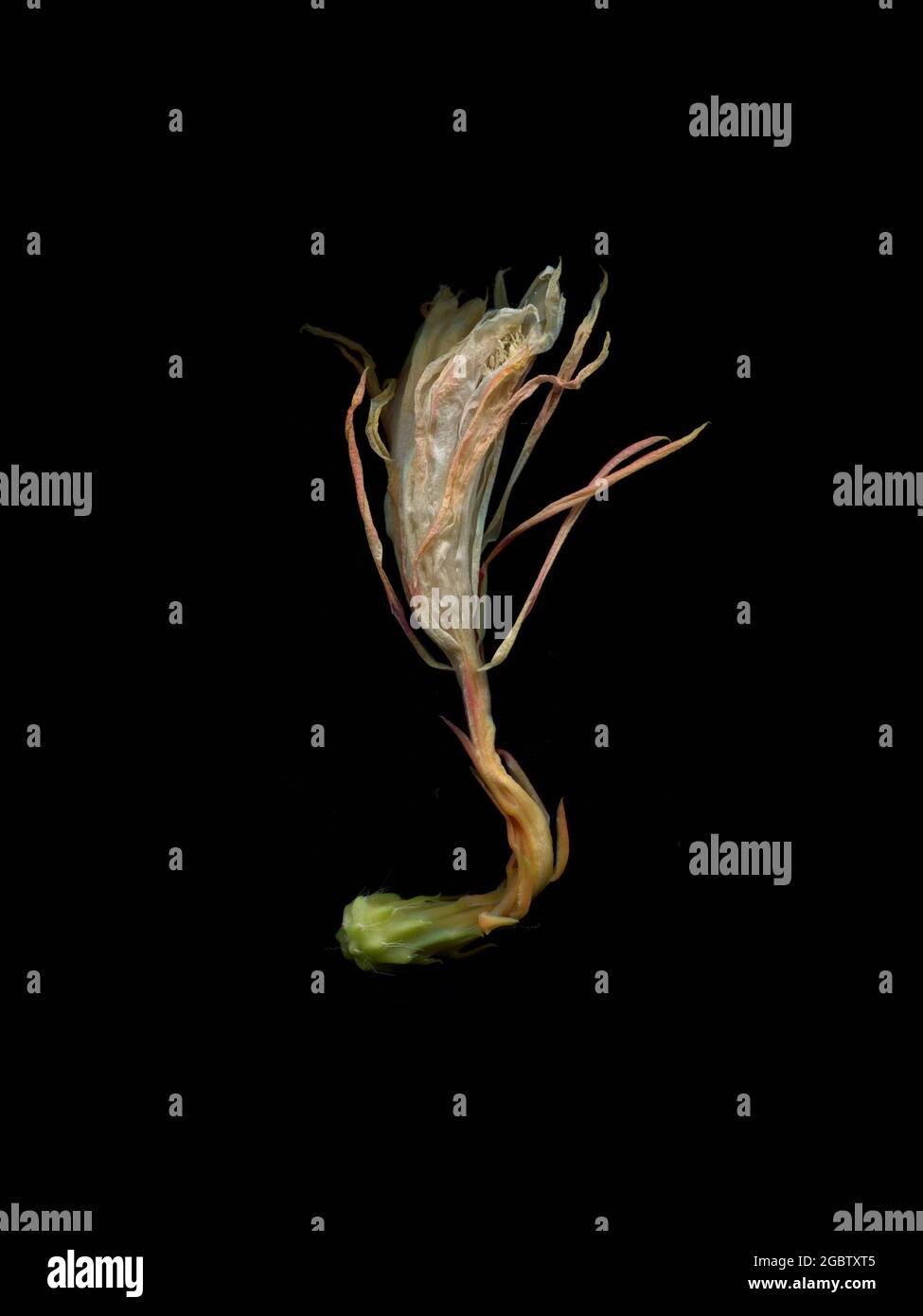 Die verblassende weiße Blume des Epiphylum oxypetalum, des Dutchman's Pipe Kaktus, noch im Alter schön. Stockfoto