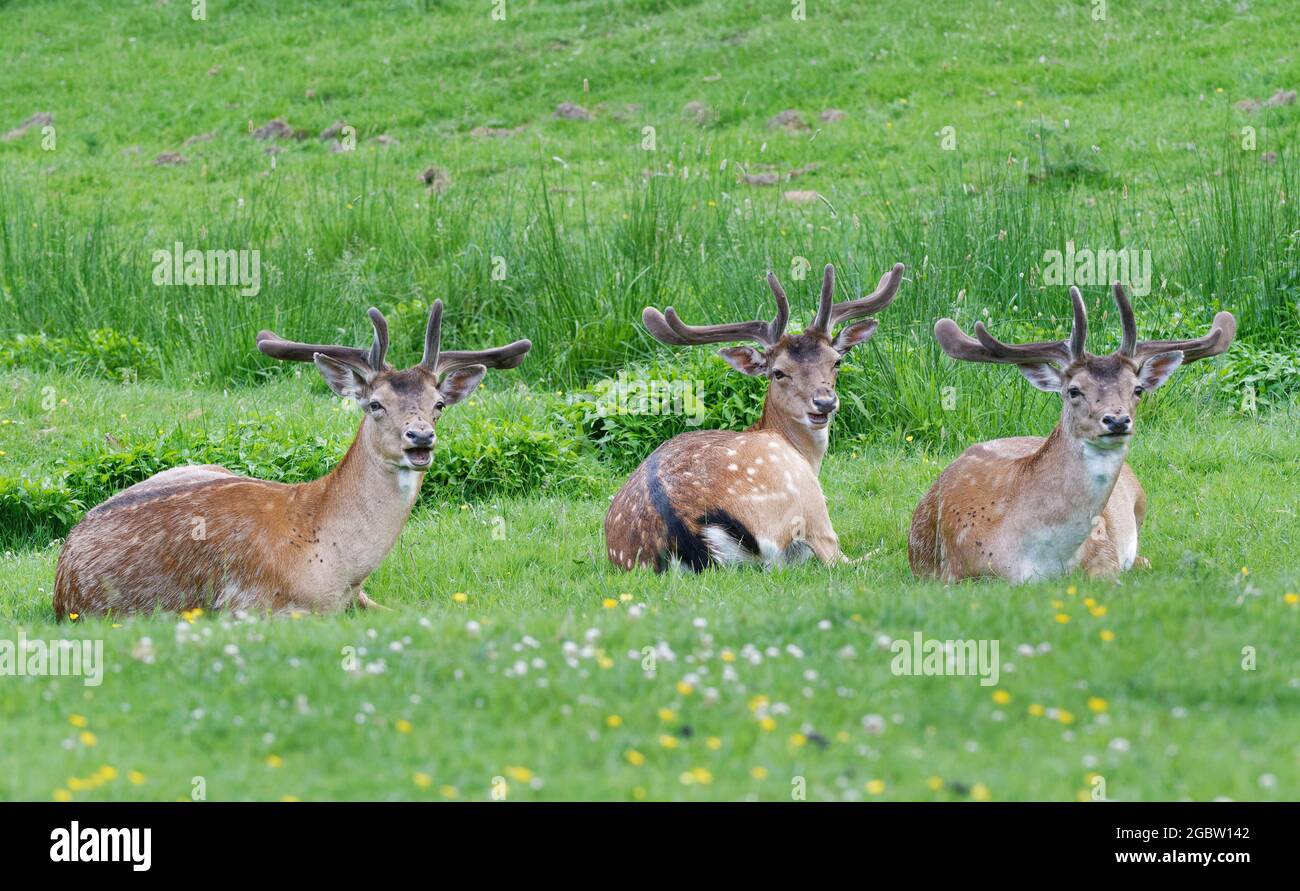 Drei Damhirsche (Dama dama) in Samt kauen den Jungen, während sie auf dem Grasland liegen, Knepp Estate, Sussex, Großbritannien, Juni. Stockfoto
