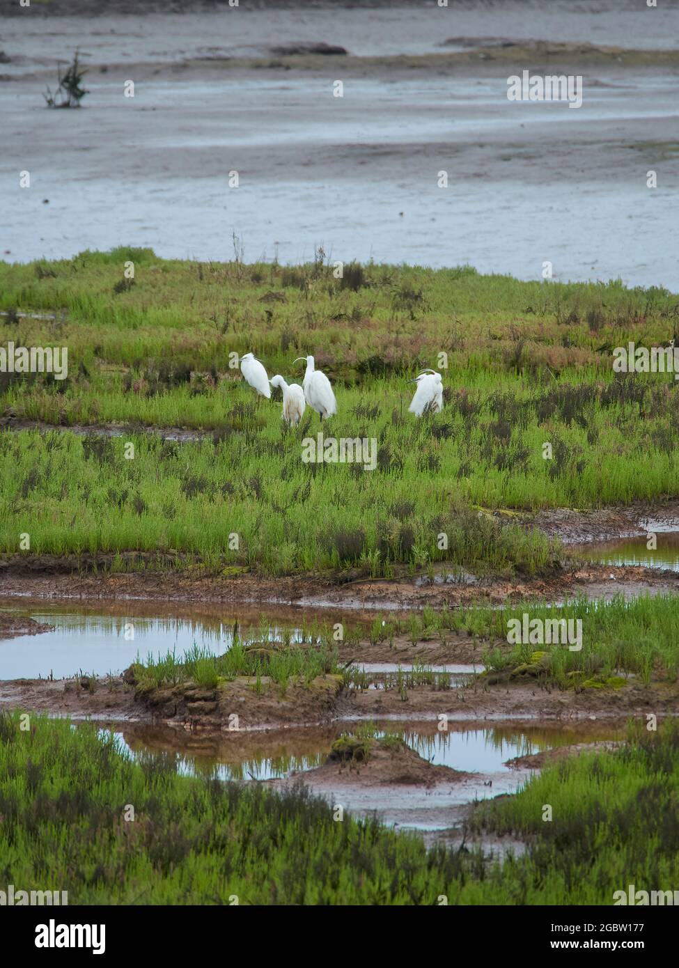 Eine Gruppe kleiner Reiher drängte sich gegen Windböen zusammen und presening sich auf einer kleinen, mit Gras bedeckten Insel in den Strömen einer Mündung. Stockfoto