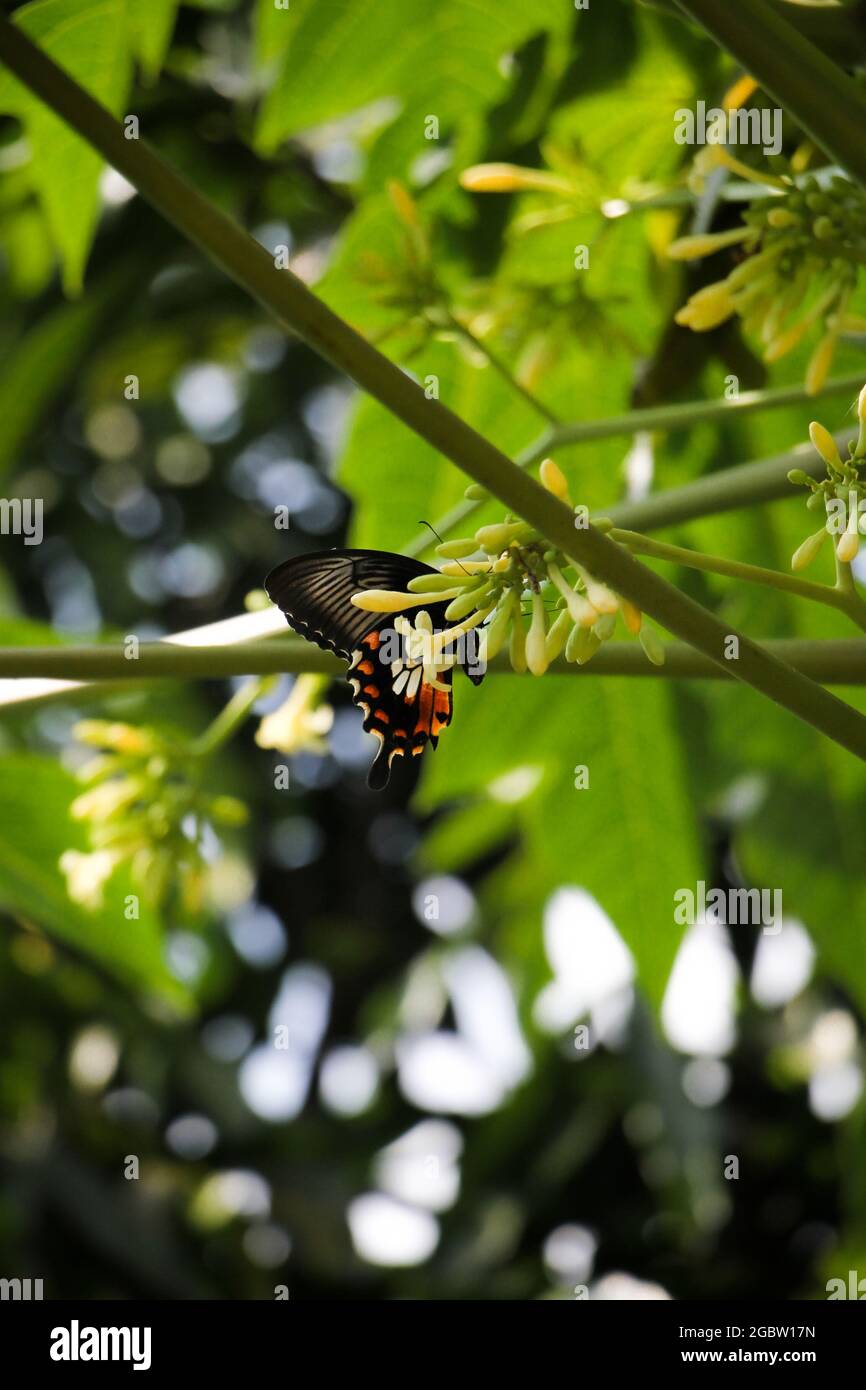 Schmetterlinge aus Bengalen Stockfoto