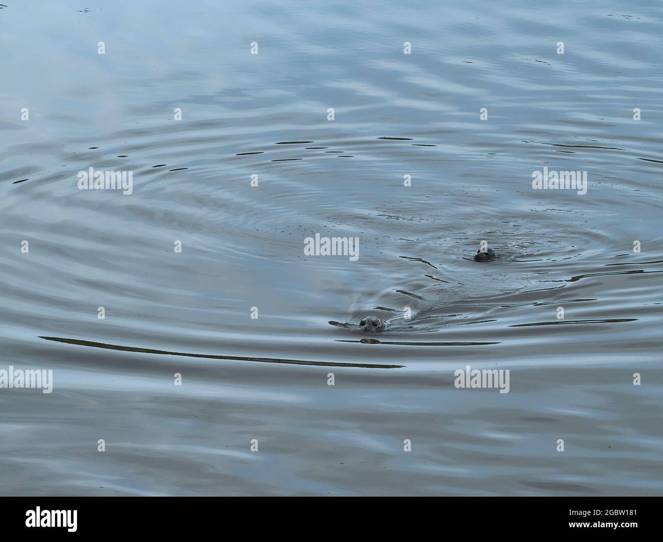 Ein Paar Seehunde bricht die stählerne Oberfläche des Wassers und sendet konzentrische Wellen um sie herum. Stockfoto