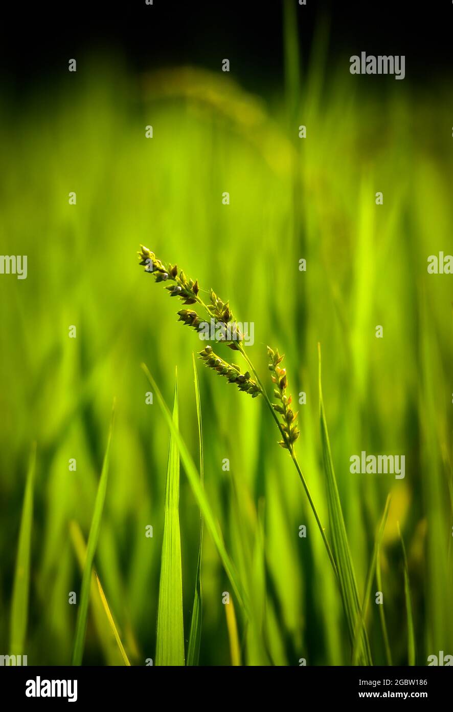 Ein kleiner Teil der Natur Stockfoto