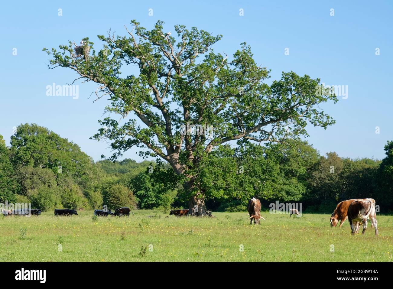 Englisches Langhornrind (Bos taurus), das in der Nähe einer Eiche grast, wo Weißstörche (Ciconia ciconia) brüten, Knepp Estate, Sussex, UK, Juni 2021. Stockfoto
