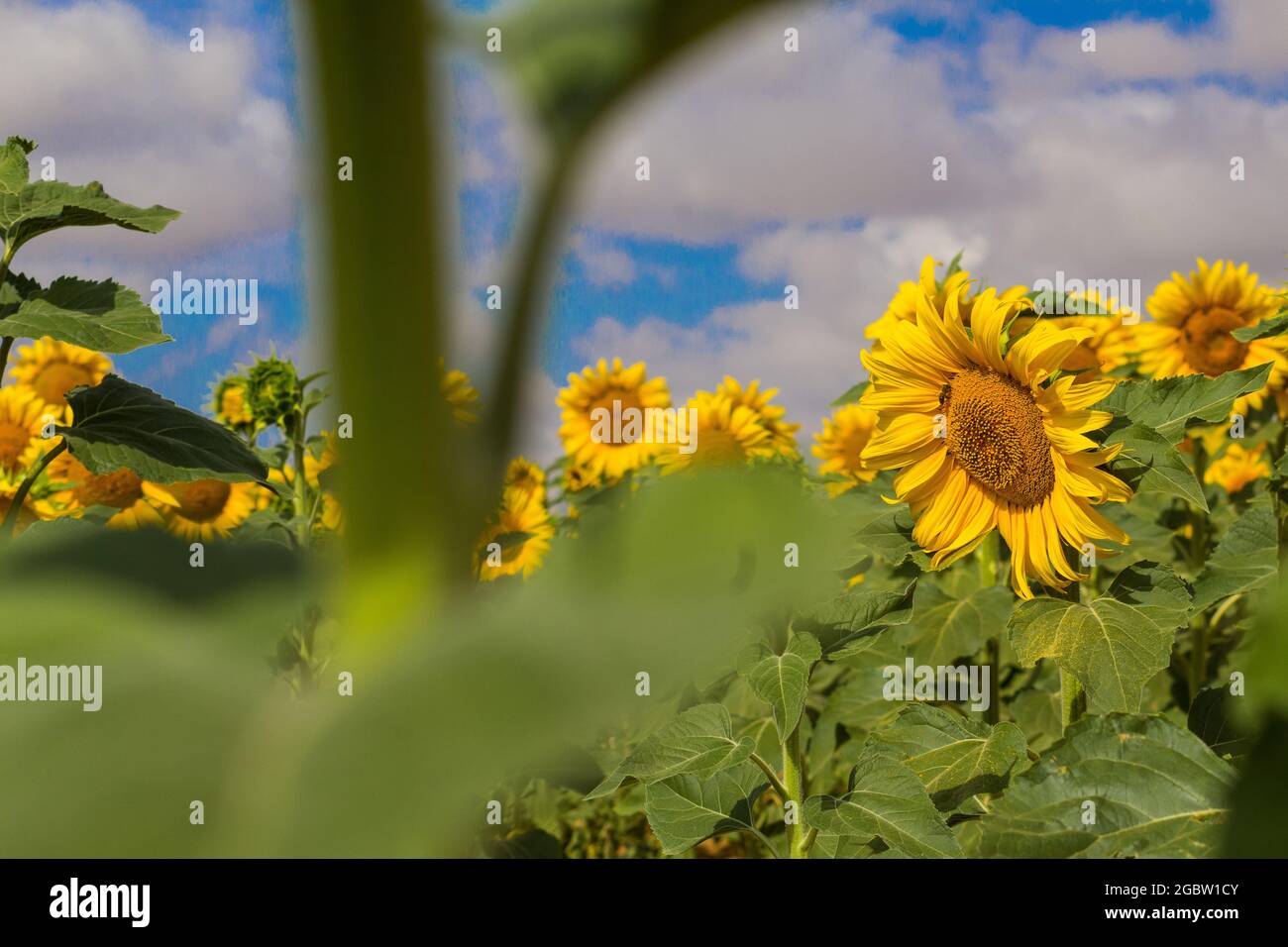 Sonnenblumenfeld im Juli Stockfoto