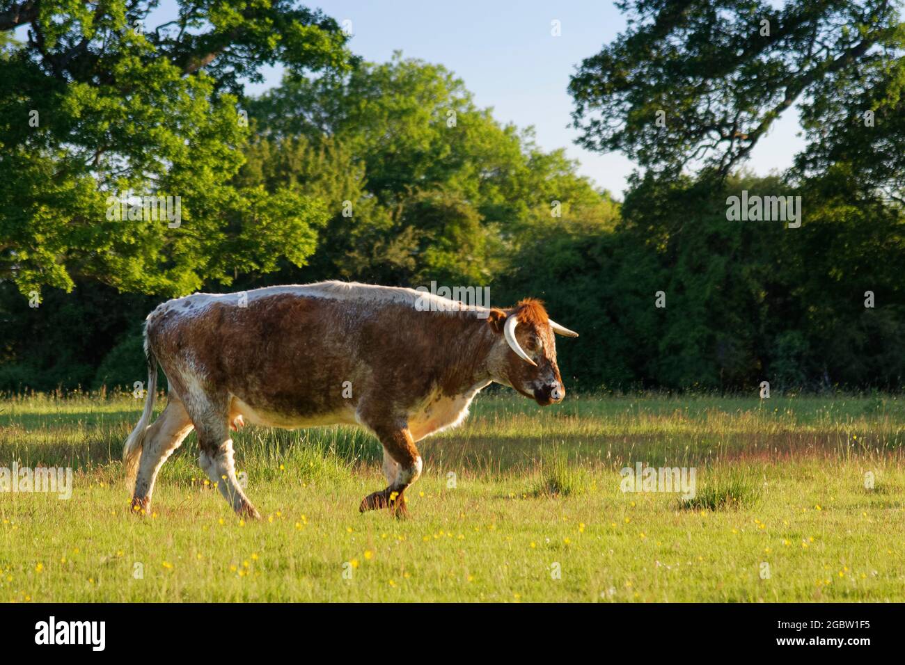 Englische Longhorn-Kuh (Bos taurus) beim Wandern im Grasland bei Sonnenuntergang, Knepp Estate, Sussex, Großbritannien, Juni 2021. Stockfoto