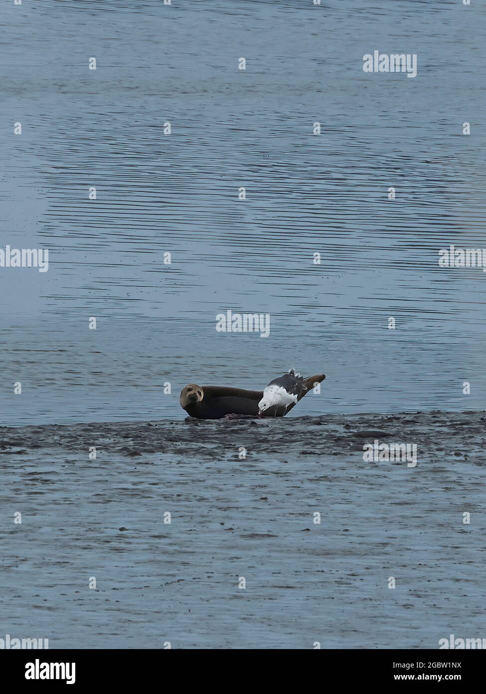 Ein heruntergedeckter Robbenhund an einem schlammigen Bachufer sieht so aus, als eine Möwe in der Nähe Nahrung stiehlt. Stockfoto