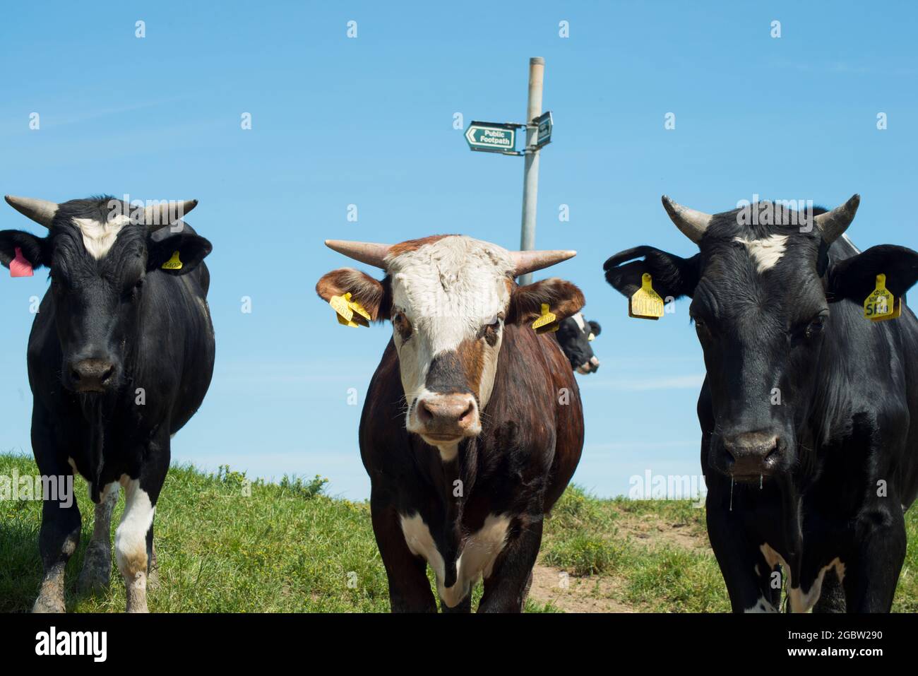 Drei Kühe in einer Reihe starren auf die Kamera Stockfoto