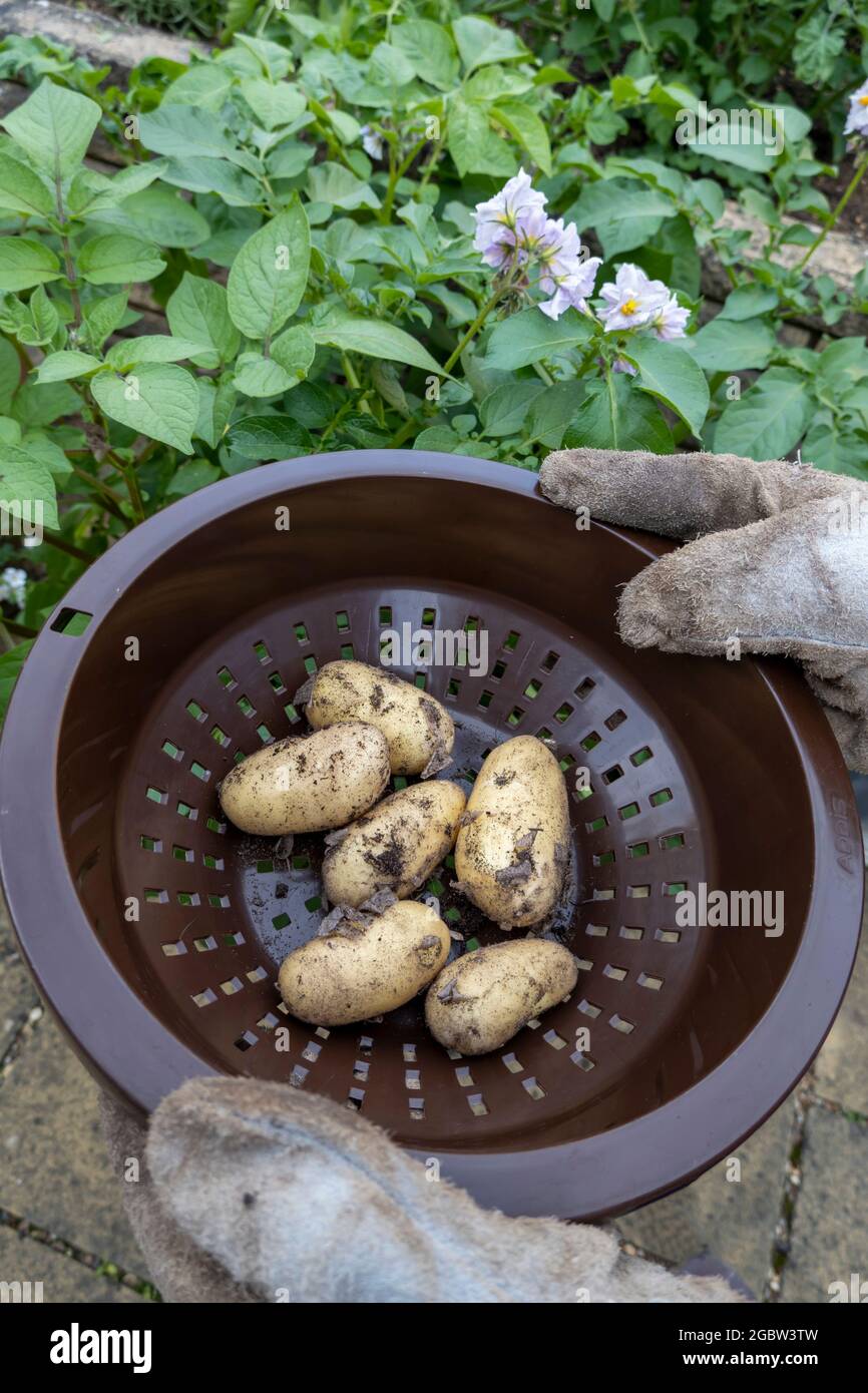 Frisch gegrabene Bio-Kartoffeln aus eigenem Anbau, in der Region, in der Region, in der Region, in England, Großbritannien und Europa Stockfoto