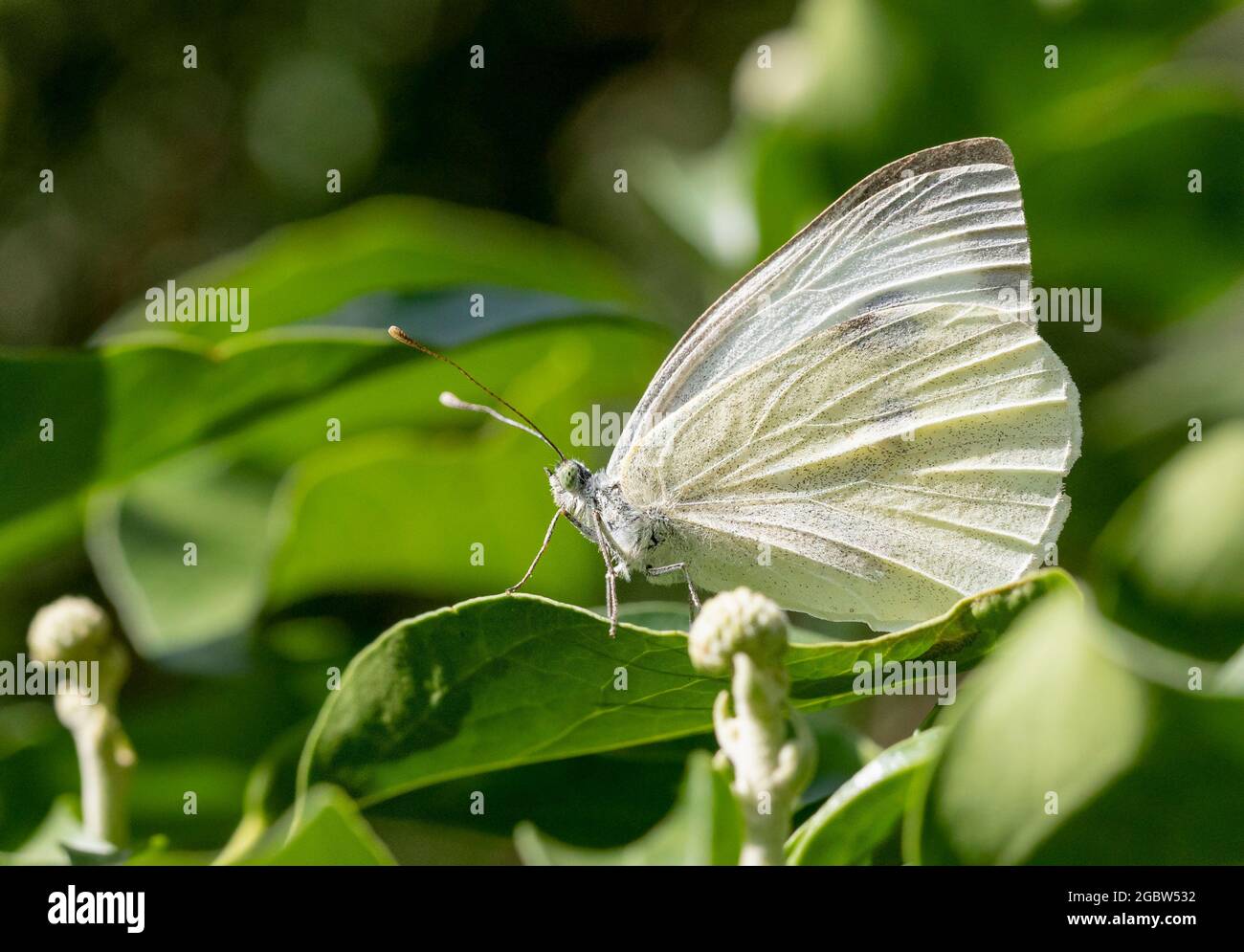 Kohl weißer Schmetterling, auf einem Blatt in einem britischen Garten, Sommer 2021, Pieris rapae, Haarpelz, grünlich weiß, Stockfoto