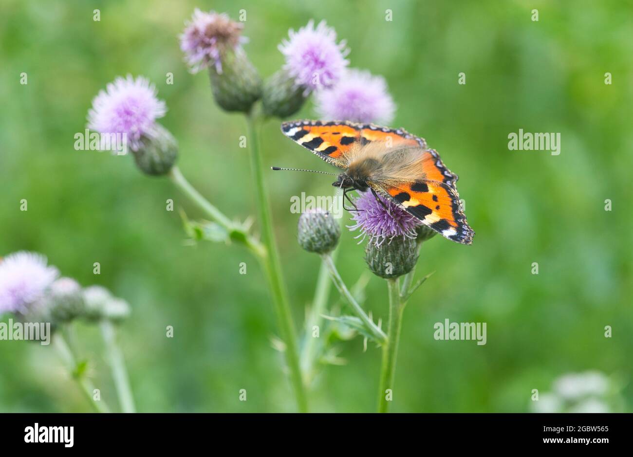 Kleine Schildpatt (Aglais urticae), die sich auf einer Distel ernährt Stockfoto
