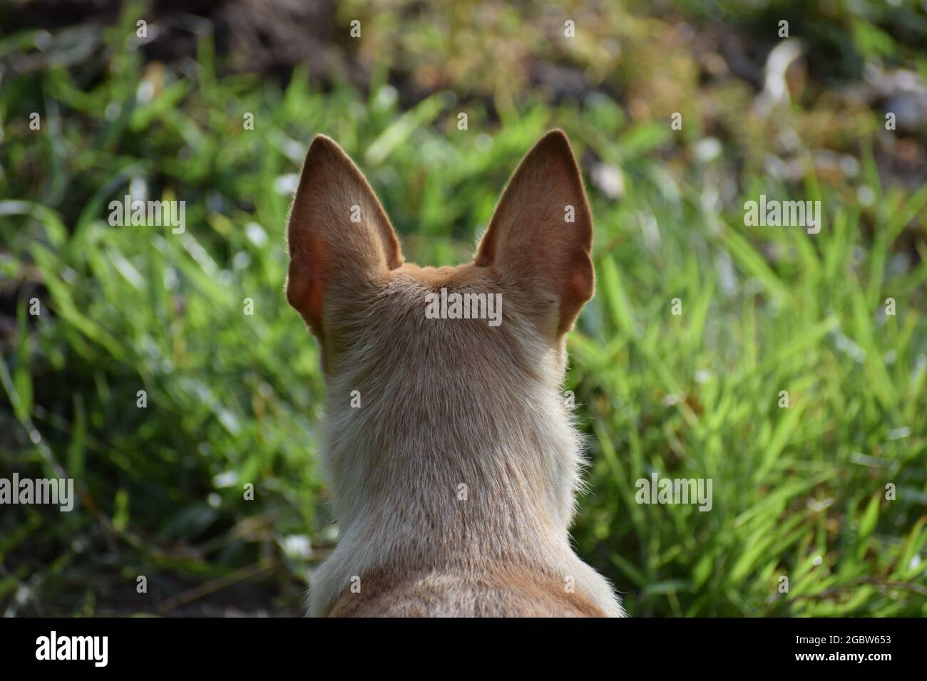 PET Welpe schaut seinem Mann Stockfoto