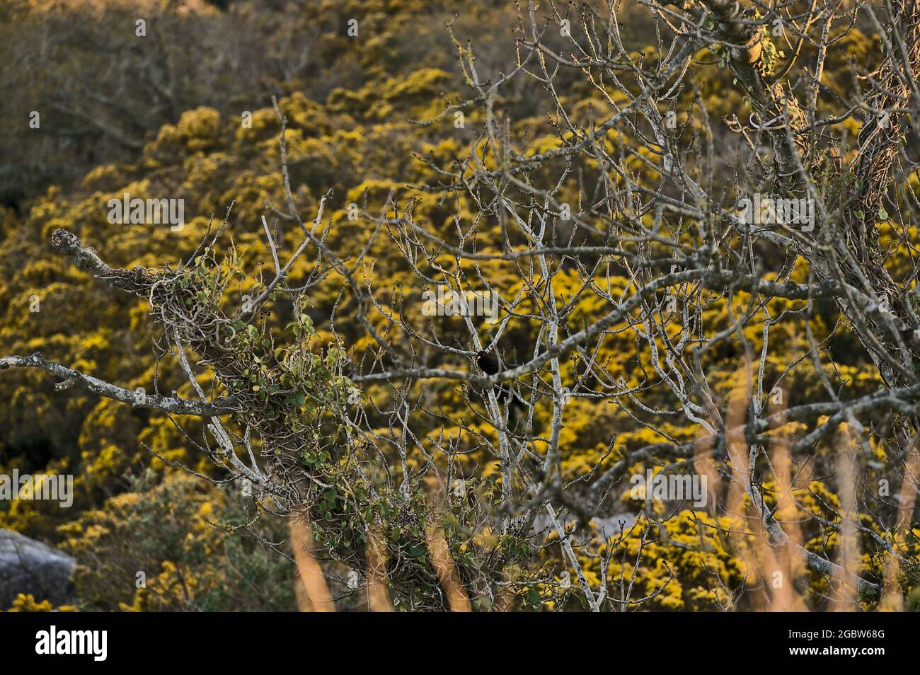 Nahaufnahme Abendansicht von alten trockenen Ästen und gelben Ginster (Ulex) wilden Blumen, die das ganze Jahr über in Irland wachsen, Killiney Hill Stockfoto