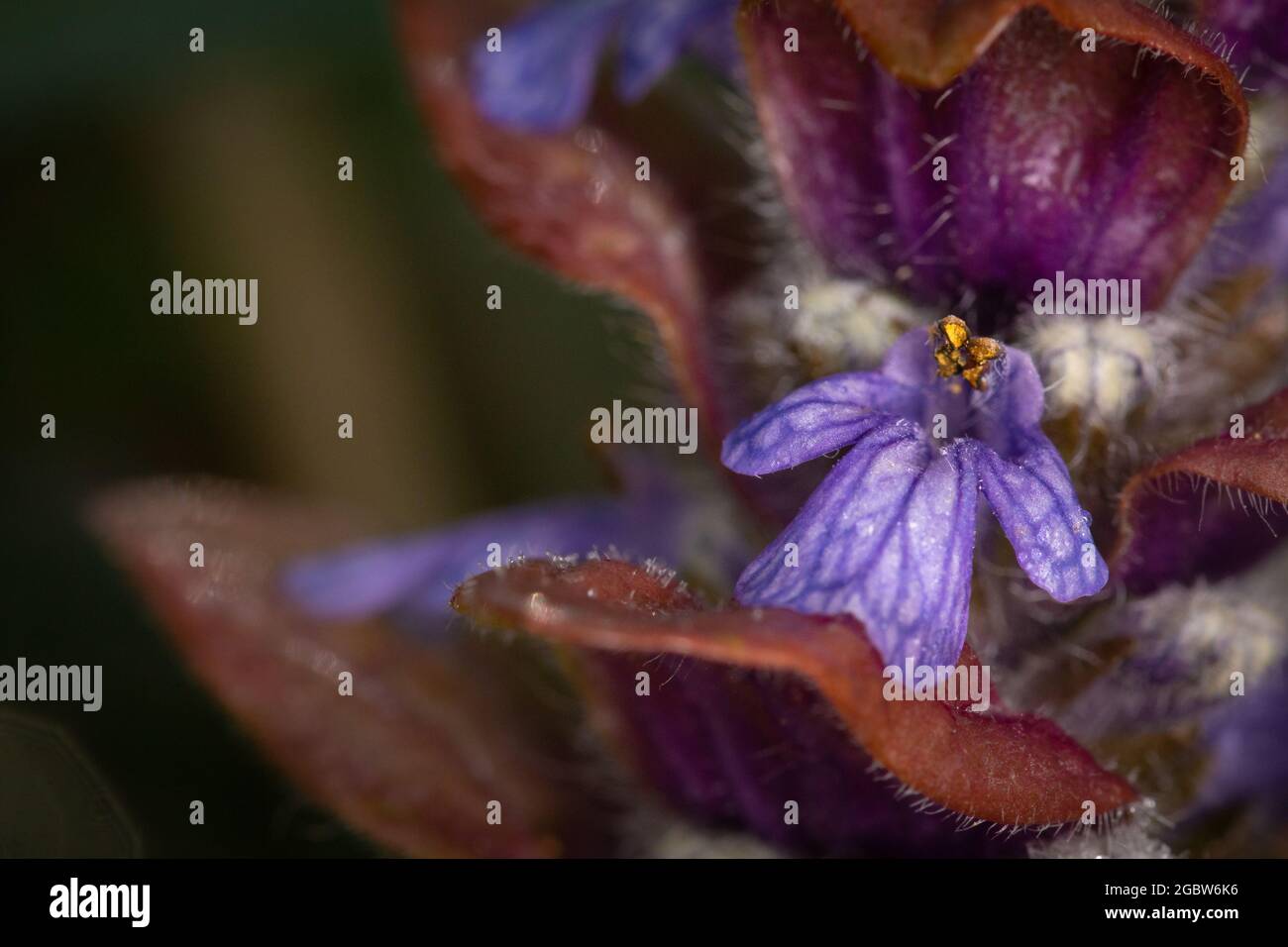 Nahaufnahme einer einzigen Blume der Bugle (Ajuga reptans), die im Norfolk-Wald bei Wayland wächst Stockfoto