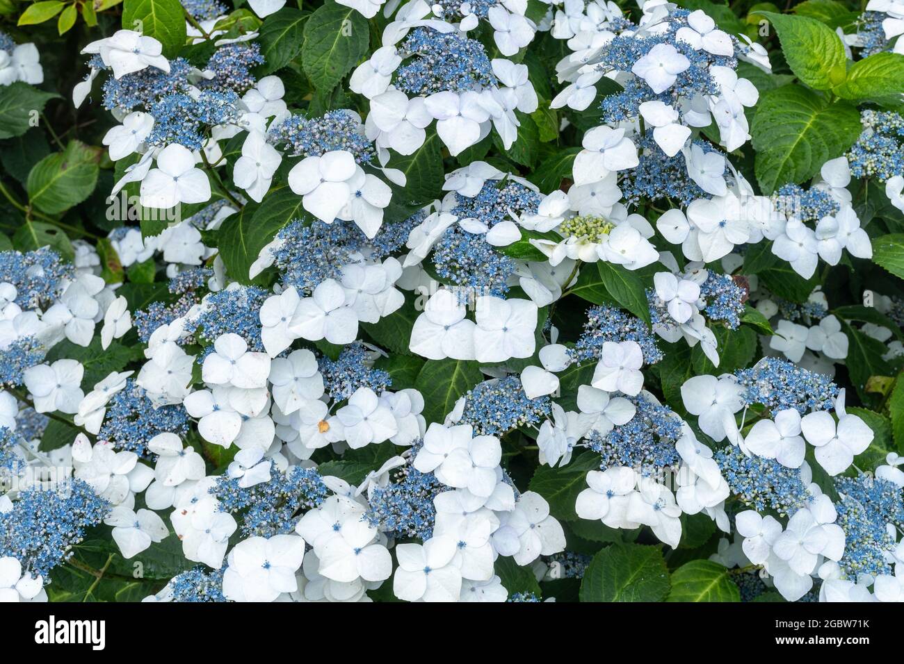 Hortensien „Magic Pillow“, blaue und weiße Lacecap-Hortensien in voller Blüte im Juli oder Sommer, Wiltshire, England, Großbritannien Stockfoto