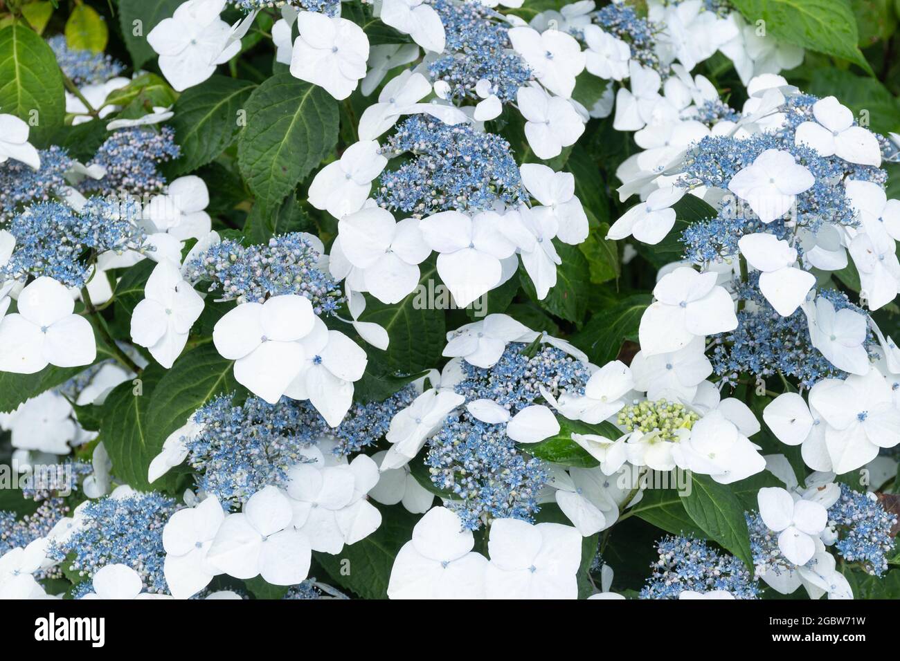 Blau blühender strauch Fotos und Bildmaterial in hoher Auflösung Alamy