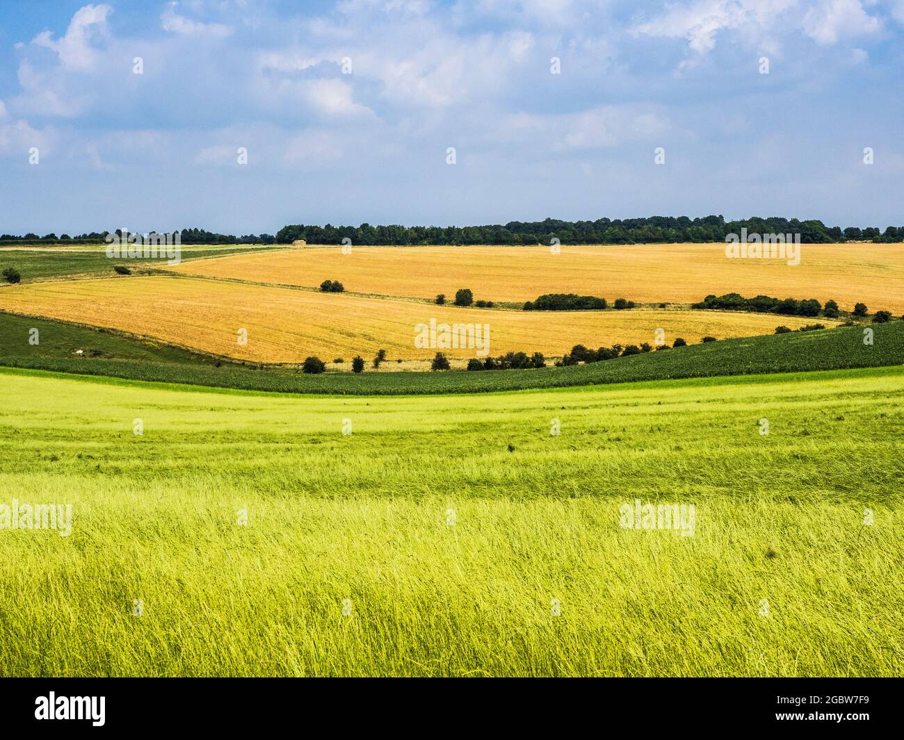 Fyfield Down in der Nähe von Marlborough in Wiltshire. Stockfoto