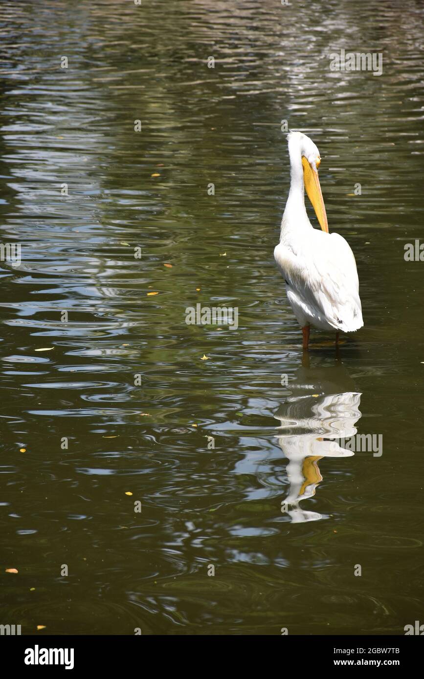 Vertikale Aufnahme eines weißen Pelikans mit seiner Spiegelung auf der winkenden Oberfläche eines Teiches Stockfoto