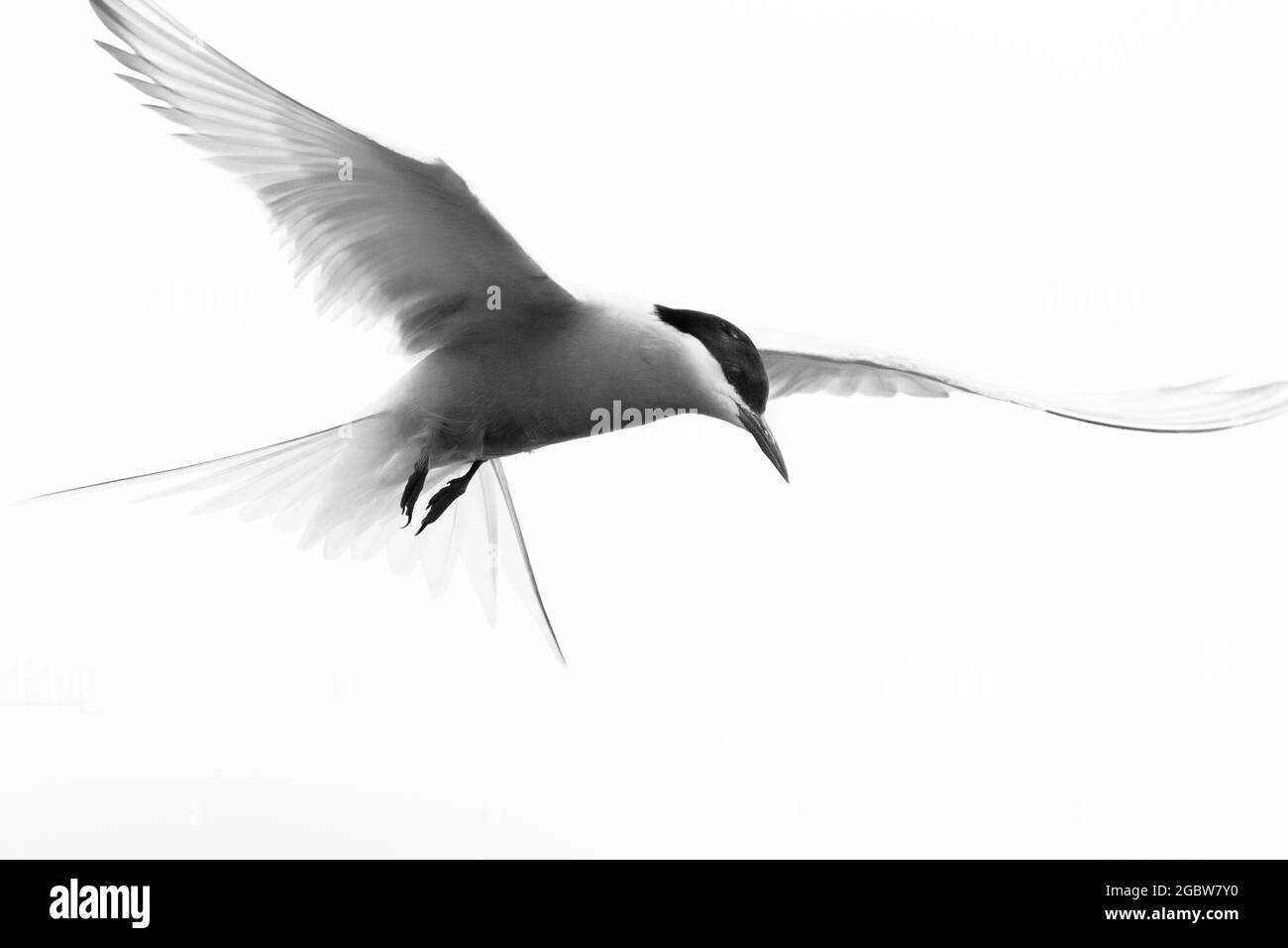 Die über dem Himmel fliegende Seeschwalbe (Sterna paradiesaea) blickt auf den Boden und das Nest ihrer Jungen Stockfoto