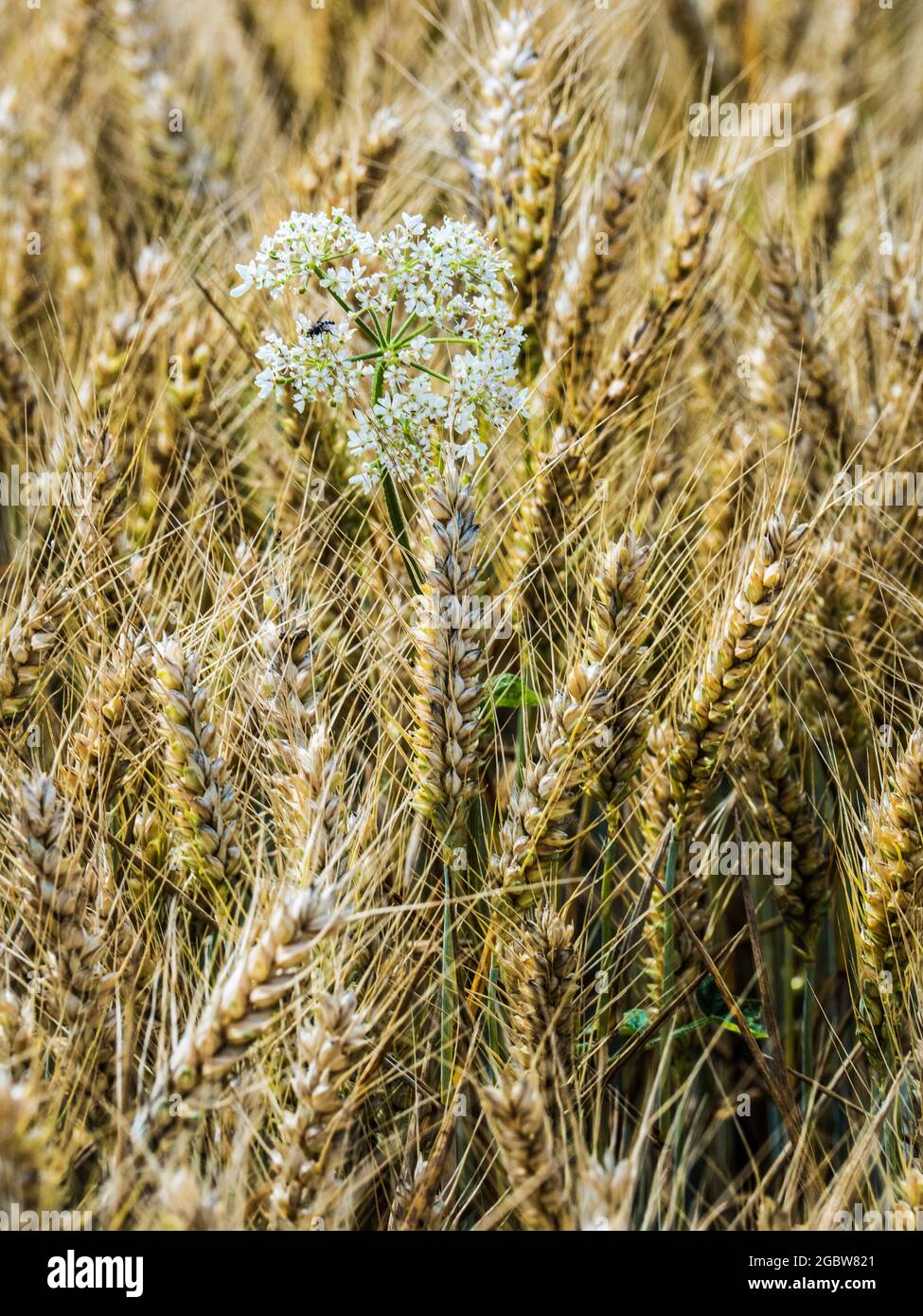 Die Petersilie der Kuh wächst in einem Weizenfeld. Stockfoto