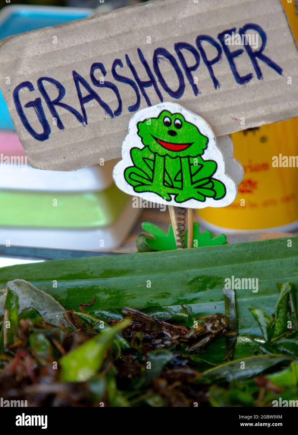 Gebratene Grasshopper, Bang Niang Market, Khao Lak, Thailand Stockfoto