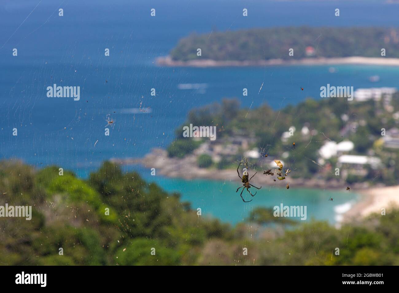 Spinnen von thailand -Fotos und -Bildmaterial in hoher Auflösung – Alamy