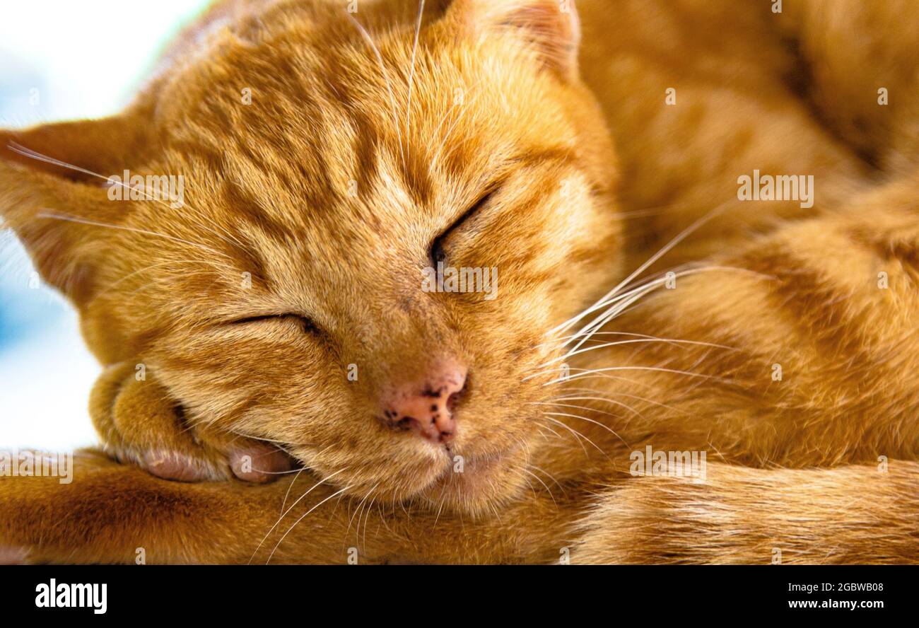 Sleeping Ginger Cat, Big Buddhah Temple, Phuket, Thailand Stockfoto