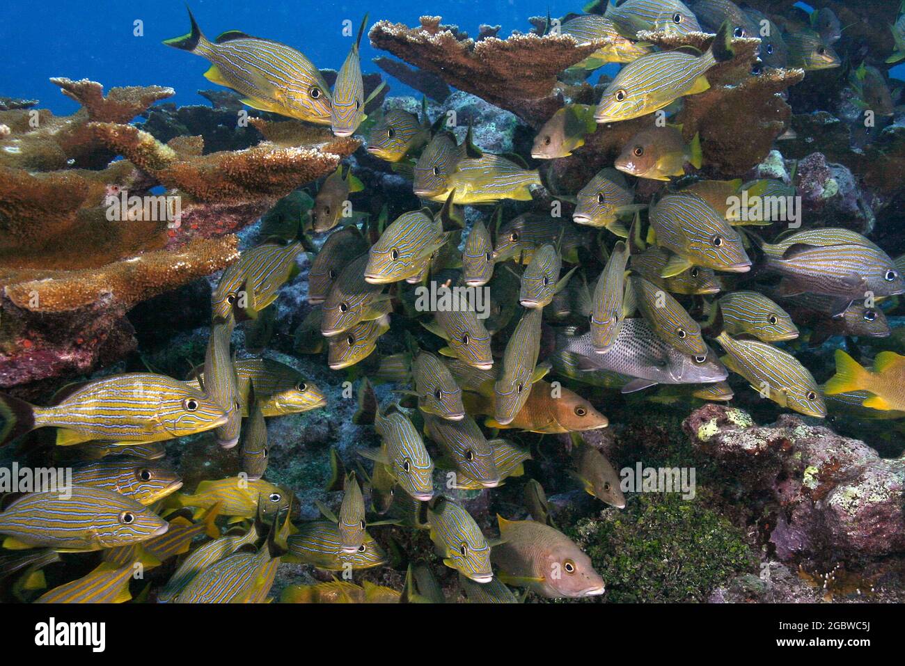 Bluestriped Grunzschule im Florida Keys National Marine Sanctuary Stockfoto