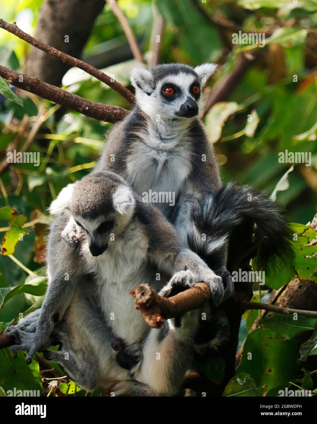 Der Ringschwanz-Lemur ist ein großer Strepsirrhin-Primat, schwarzer und weißer Ringelschwanz. Sie gehört zu Lemuridae Stockfoto