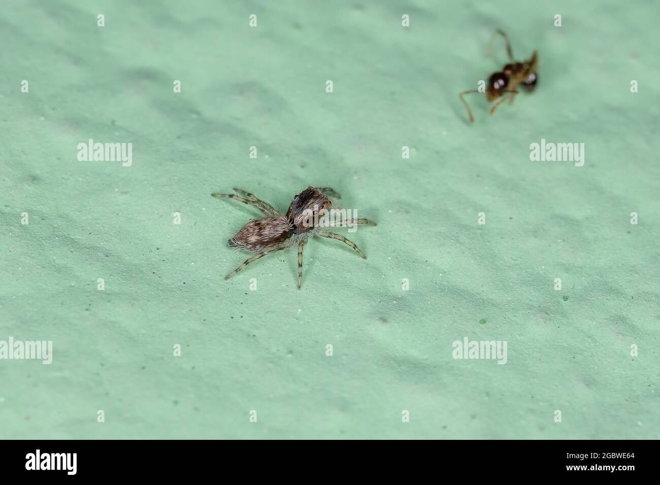 Kleine Grauwandspinne der Art Menemerus bivittatus Stockfoto