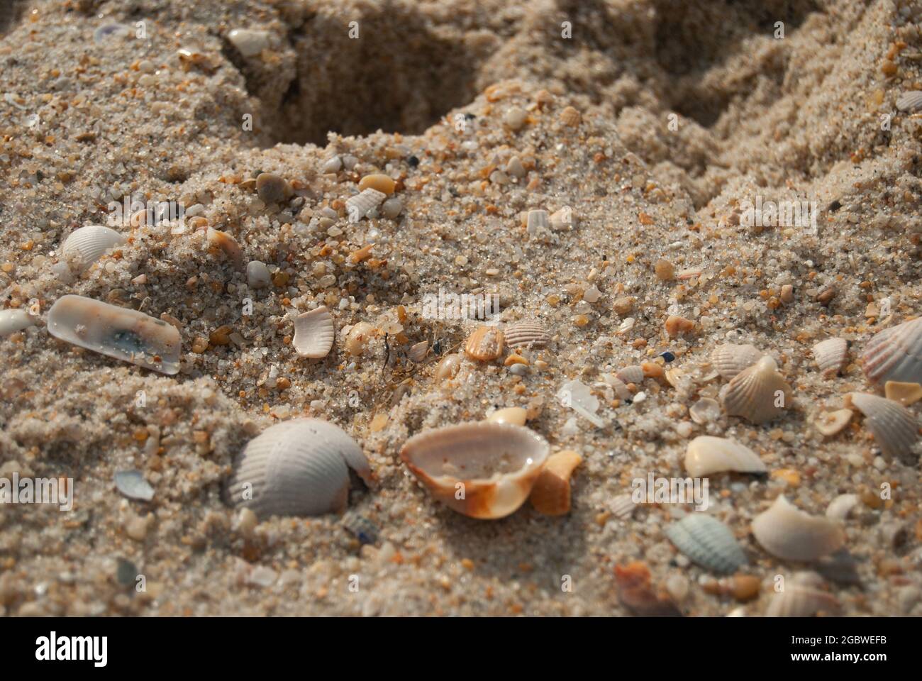 Bunte Muscheln im Sand, Makroaufnahme, selektiver Fokus Stockfoto