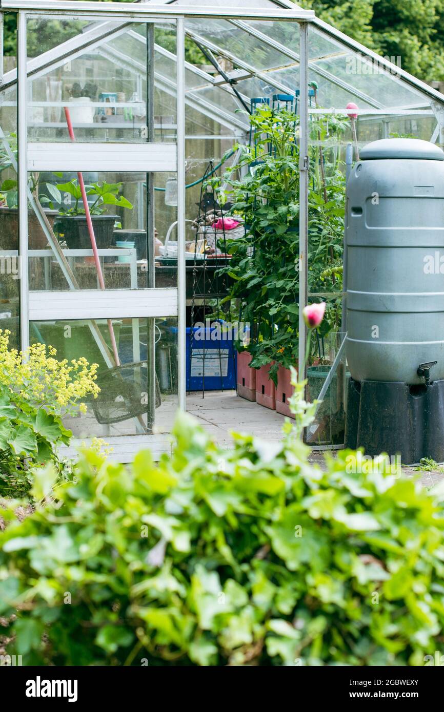 Blick auf ein Gewächshaus im Garten mit Pflanzen und Wasserbutt Stockfoto