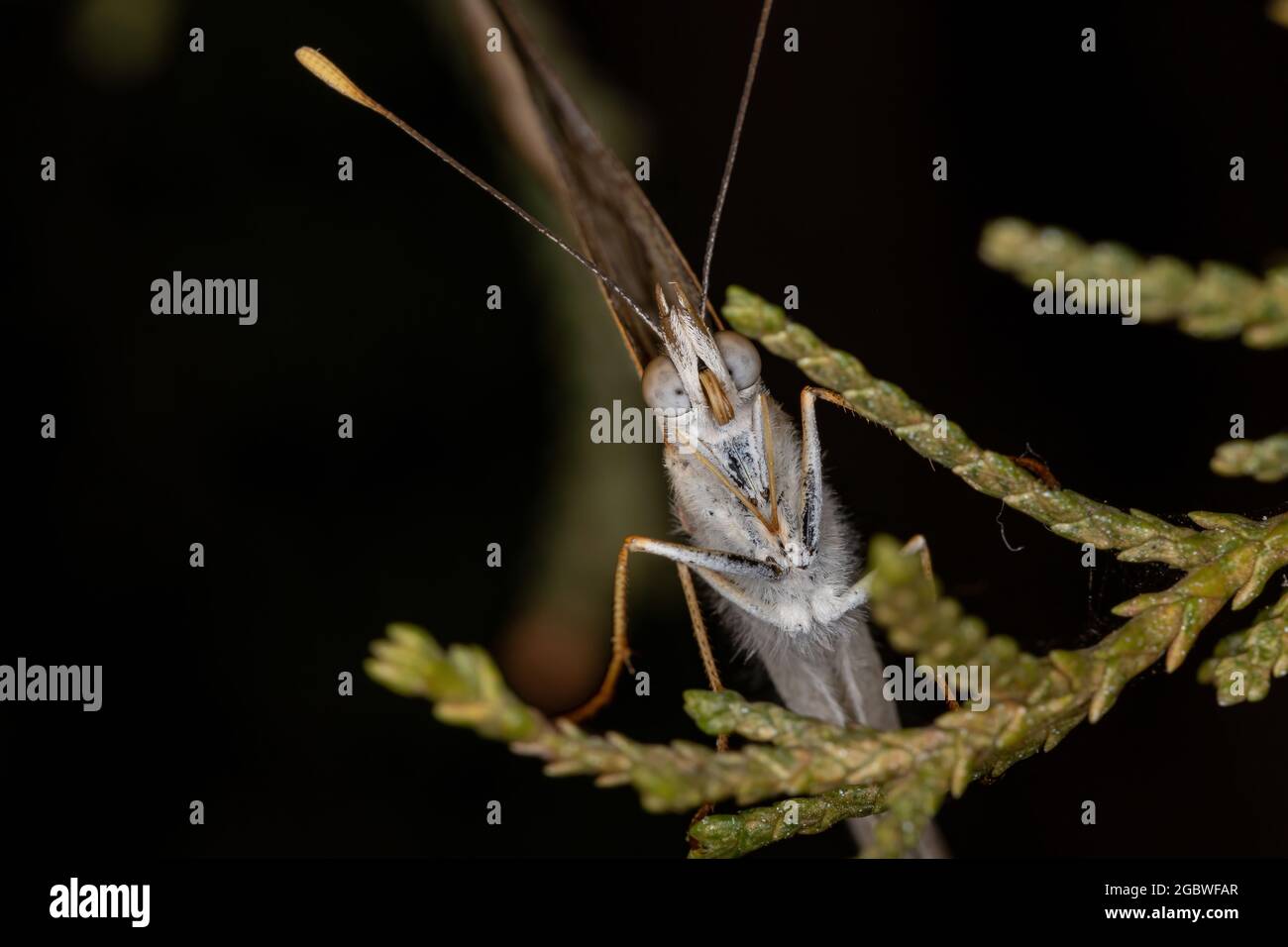 Erwachsener, bürstenfüßiger Schmetterling der Familie Nymphidae Stockfoto