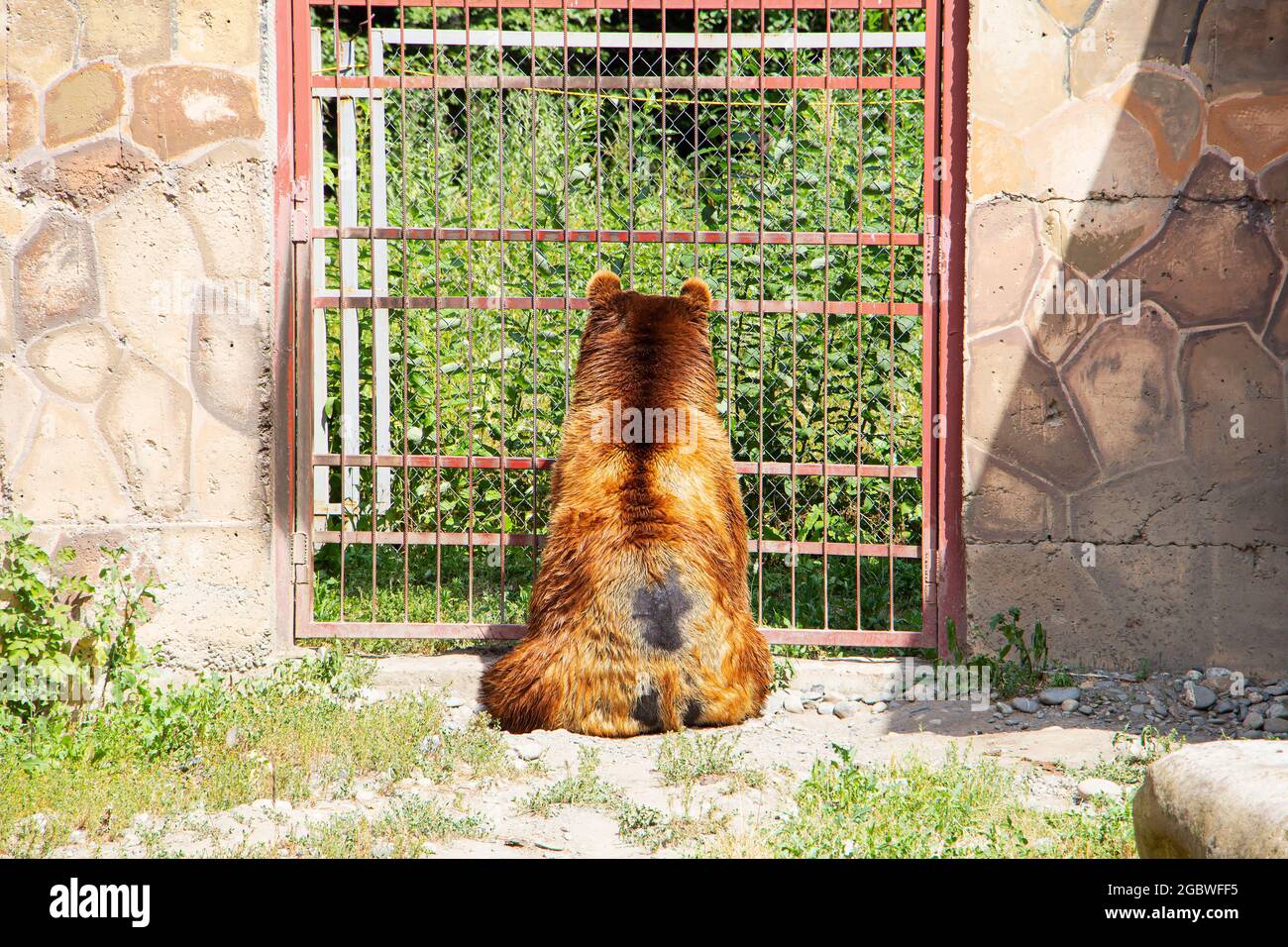 Ein Braunbär sitzt hinter Gittern und überlegt, wie er entkommen kann. Schutz von Tieren Stockfoto