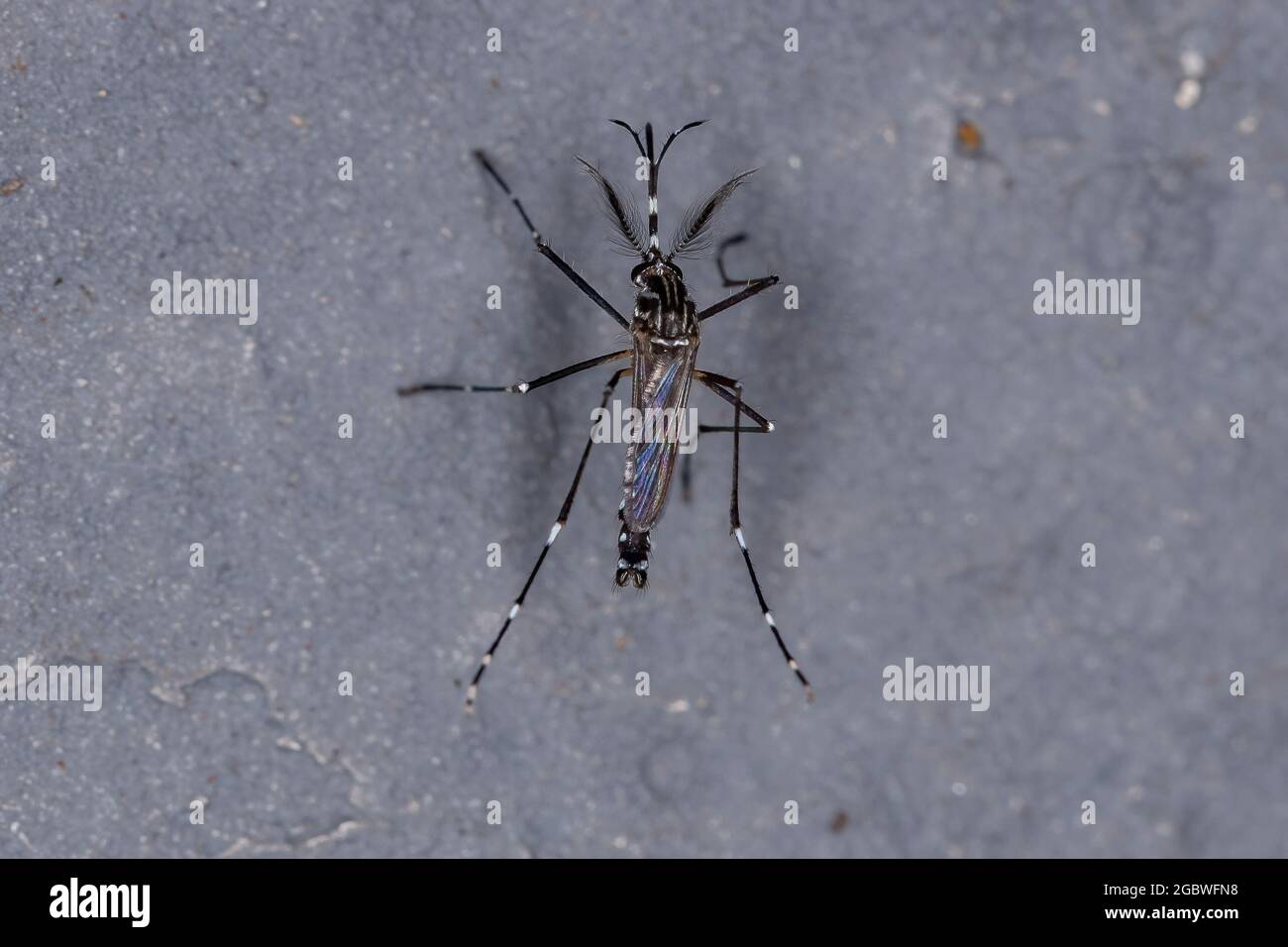 Erwachsener Gelbfieber-Moskito der Art Aedes aegypti Stockfoto