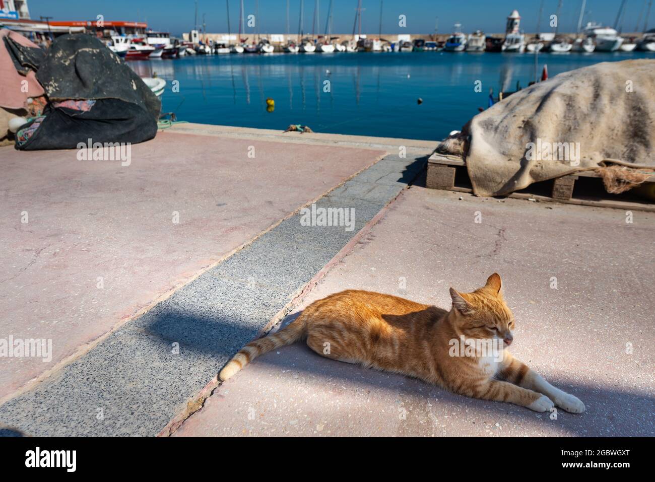 ISKELE, URLA, IZMIR, TÜRKEI. Katze genießt die Sonne auf dem Pier Stockfoto