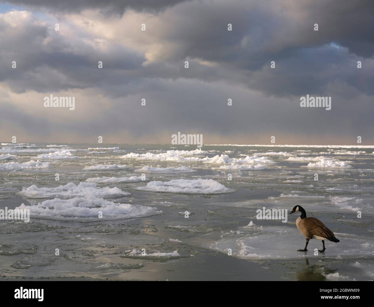 Kanadas Gans auf der Eisscholle am Lake Ontario Stockfoto
